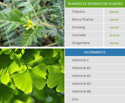 Composition des gélules maleperf